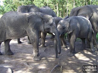 利用標簽幫助拯救非洲象